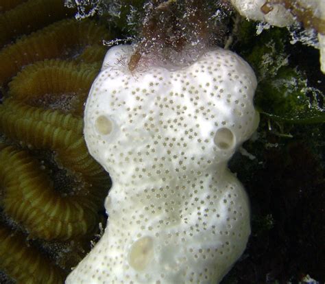 White Sponge | Hartley Helmet Diving in Bermuda