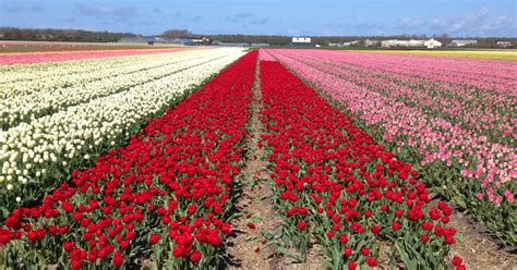 See Tulip Fields in Holland with a Private Guide • Holland Private Tour