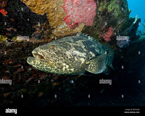 Goliath grouper (Epinephelus itajara Stock Photo - Alamy