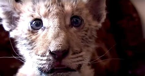 'Liger' Cub Is Born To Lion And Tiger Parents At Russian Zoo - The Dodo