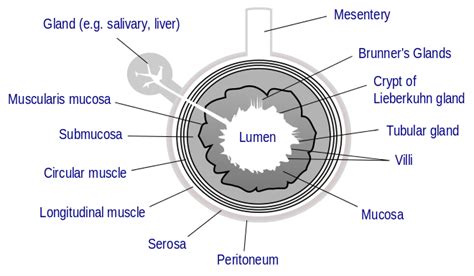 Lumen (anatomy) - Wikipedia, the free encyclopedia | Enteric nervous ...