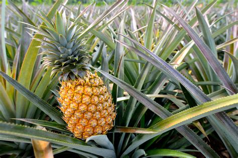 Pineapple: Health Benefits, Risks & Nutrition Facts | Live Science