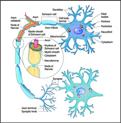 😎 Neurofibril node. Get Homework Help With Chegg Study. 2019-02-20