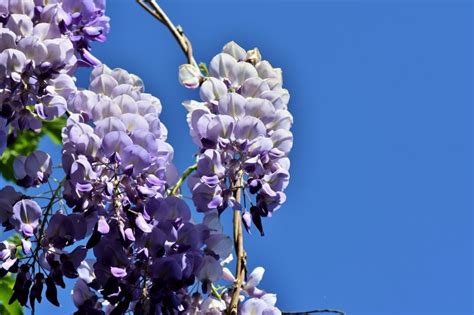 An Easy, Practical Care Guide for Your Beautiful Wisteria Vine - Garden and Happy