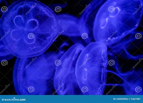 Moon Jellyfish Black Background Underwater Stock Photo - Image of mysterious, life: 160929956