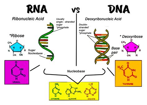 Rna Vs Dna Diagram