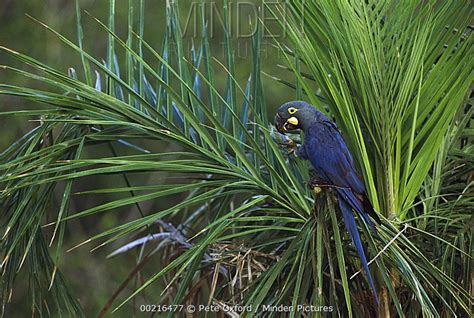 Lear's Macaw stock photo - Minden Pictures