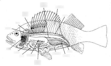 perch anatomy (internal) Diagram | Quizlet