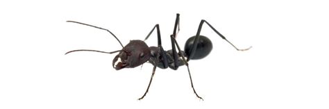 Little Black Ants Control: How To Get Rid of Little Black Ants | DIY ...