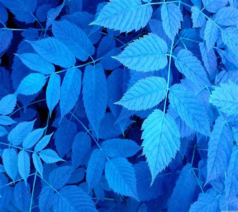 Blue Leaf Wallpapers - Top Free Blue Leaf Backgrounds - WallpaperAccess