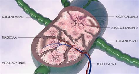 Swollen Lymph Nodes In Groin Female Cancer - CancerOz