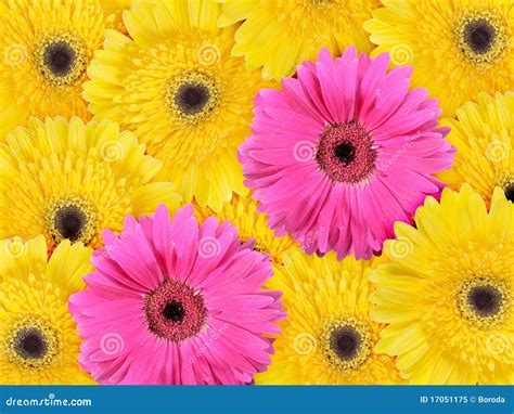 Abstract Background of Yellow and Pink Flowers Stock Image - Image of ...