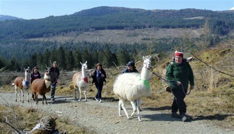 Llama Trekking | Black Rock Llamas