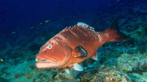 Grouper Fish: Habitat, Diet, Life Cycle, and Facts - FishOnTips