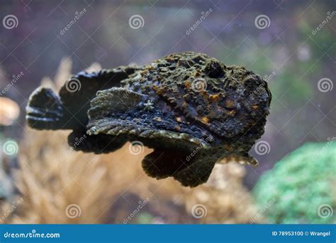 Reef Stonefish Great Barrier Reef Australia Photos - Free & Royalty-Free Stock Photos from ...