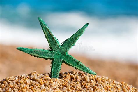 Green starfish stock image. Image of sand, destination - 18993667