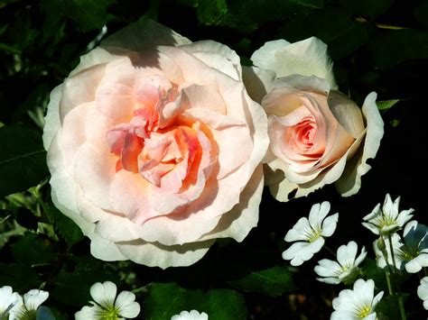 Pale Pink Roses in Garden Photograph by Susan Savad - Fine Art America