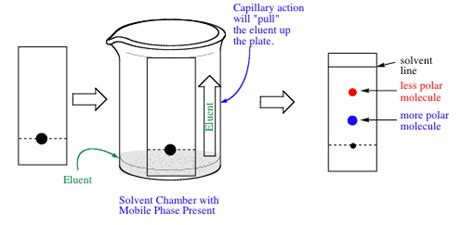 How To Draw A Tlc Plate - Howto Draw