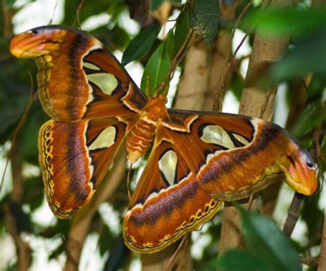 7 Quick Facts about the Atlas Moth - Factopolis