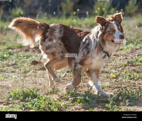 Australian Cattle Dog-Border Collie mix Stock Photo - Alamy