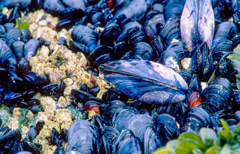 Blue Mussels - Bowen Island Conservancy