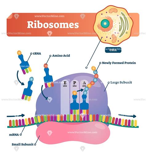 Ribosomes bilological anatomy vector illustration labeled diagram ...