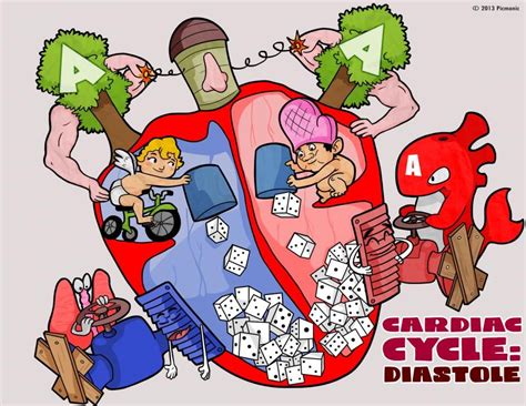 Cardiac Cycle Animation