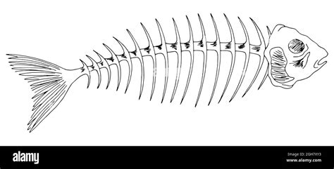 Fish Skeleton Labeled