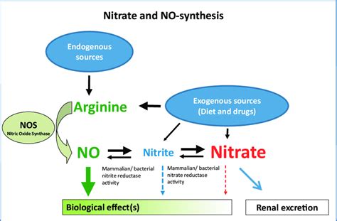 Nitric Oxide Synthesis Pathway