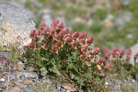 Free Images : flower, wildflower, shrub, groundcover, dolomites, nature conservation, mountain ...