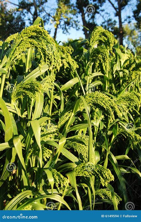 Sorghum field stock photo. Image of country, scene, land - 6149594