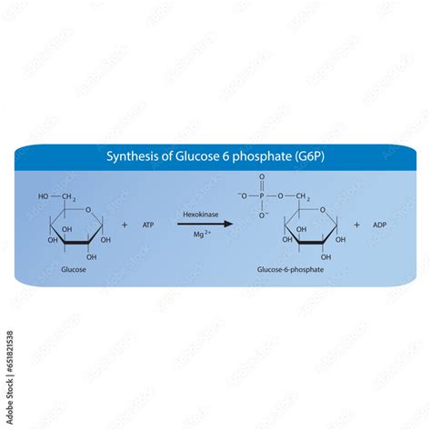 Synthesis of Glucose 6 phosphate (G6P) from glucose via Hexokinase diagram, molecular skeletal ...