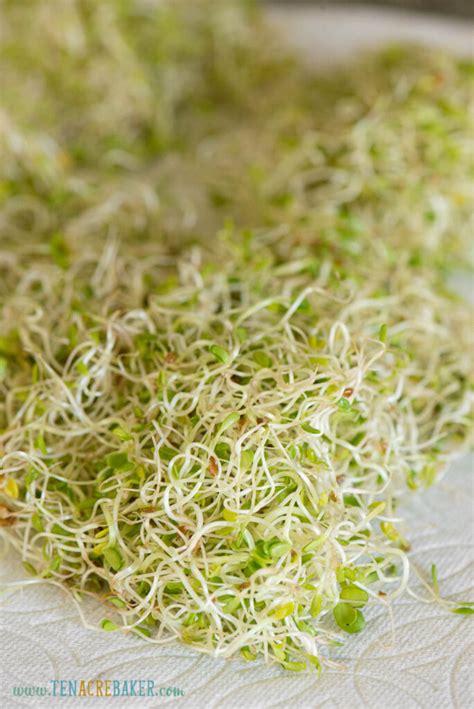 How to Grow How to Grow Alfalfa Sprouts {Mason Jar Method} | Ten Acre Baker