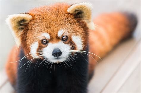 Where to See All of the Internet's Favorite Animals in Real Life