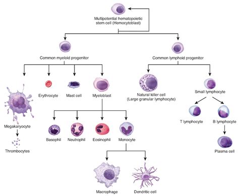 Cellular Differentiation | Anatomy and Physiology I