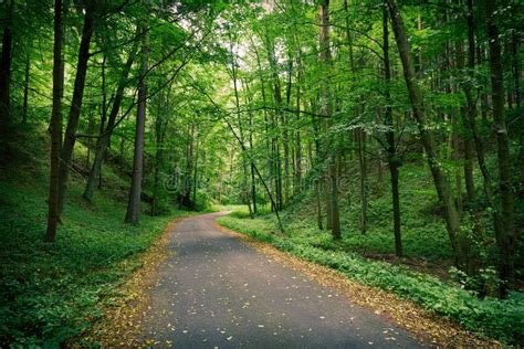 Abandoned Road in a Deep Green Forest Stock Photo - Image of birch, high: 58355642