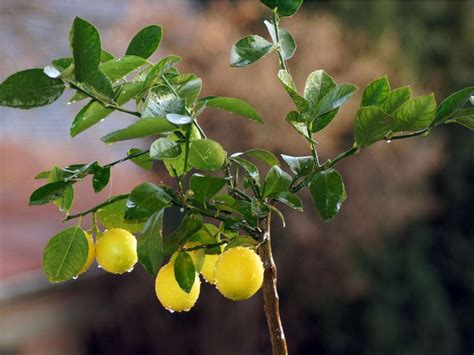 Lemon Leaf Problems - What Causes Lemon Leaves To Drop Off