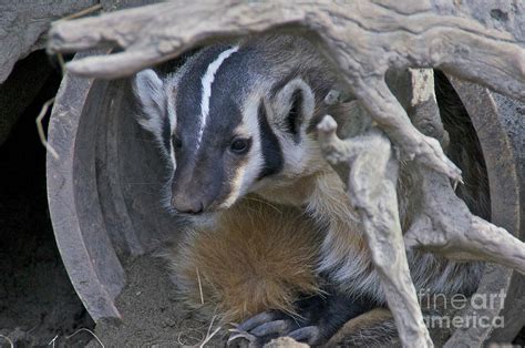 American Badger Habitat by Sean Griffin