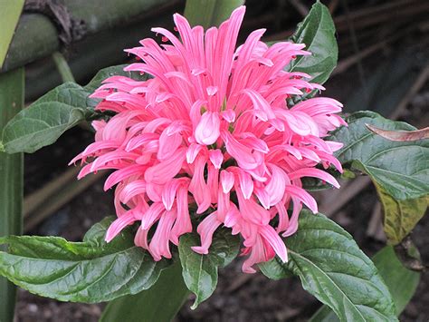 Brazilian Plume Flower (Justicia carnea) in Greensboro High Point ...