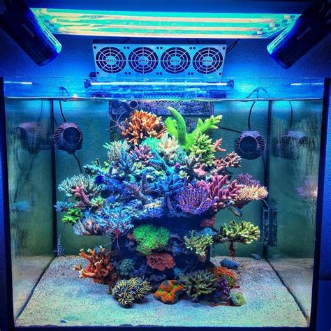 Tag your favorite Reef / Coral / Fish Account... so many good Reefers ...