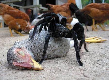 7 Fun Facts About the Goliath Bird Eating Spider - Pest Wiki