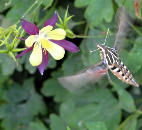 File:Whitelined Sphinx Hummingbird Moth Colorado.JPG - Wikitravel Shared