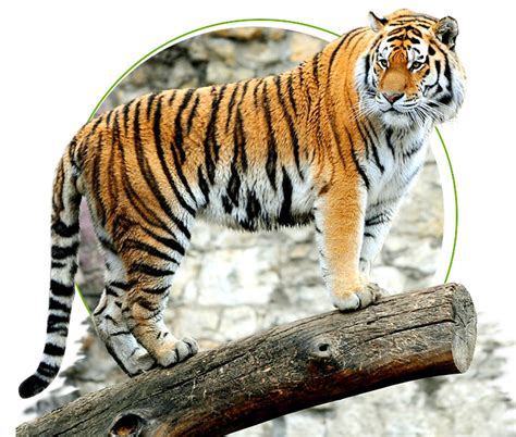 Royal Bengal Tiger - The Biggest Charm of Indian Jungles