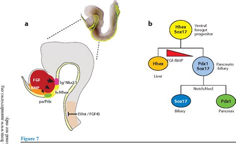 Figure 1 from Vertebrate endoderm development and organ formation ...