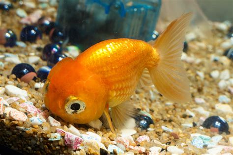 Freshwater fish pets - tyredego