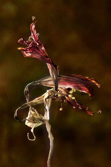 Amaryllis Seed Pods - Tips On Growing Amaryllis Seeds | Gardening Know How