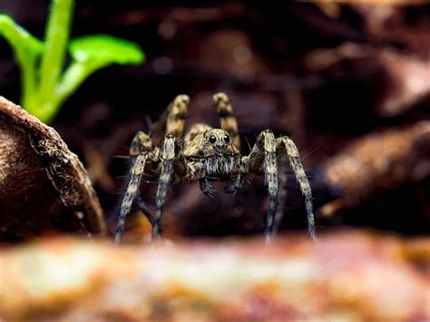 Wolf Spider Bite - Animals Around The Globe