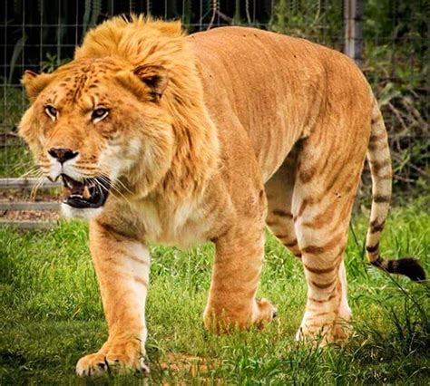 Wynnewood Zoo Ligers