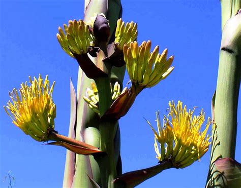 Agave In Bloom - The Living Coast Discovery Center