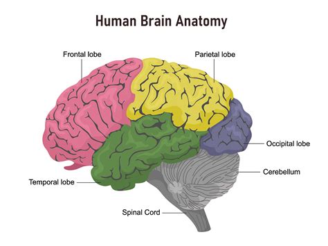 Brain Anatomy and How the Brain Works | Johns Hopkins Medicine